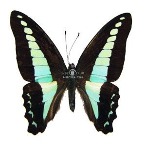 GRAPHIUM SARPEDON